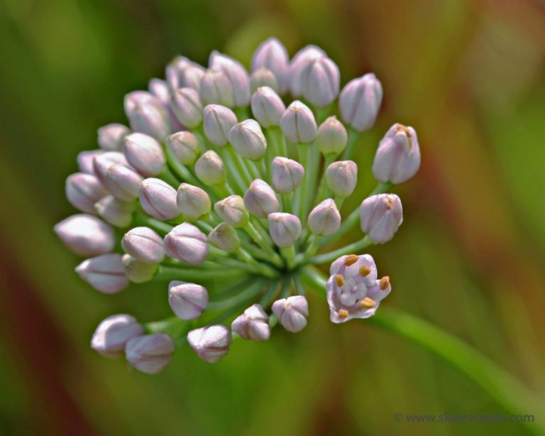 Hope Springs Behavioral Consultants