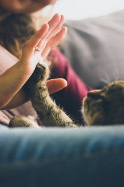 High five a cat